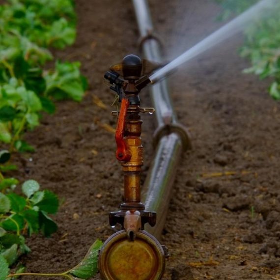 Proyecto de innovación regional busca usar efluentes de celulosa para riego agrícola