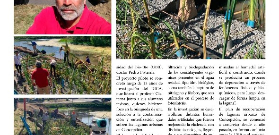 Reconstruyen primer humedal artificial en Chile para limpiar la laguna Lo Custodio en Biobío